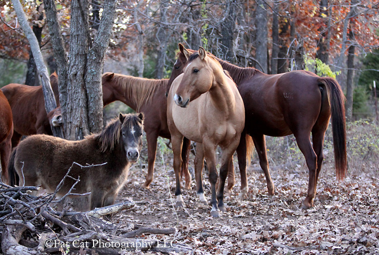 Herd