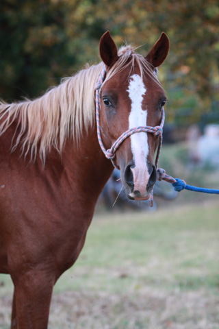 Big Red, June 2009