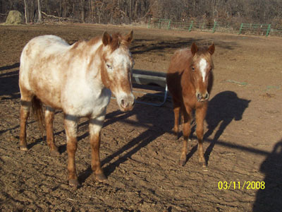 Fiona and Blossom, March 2008