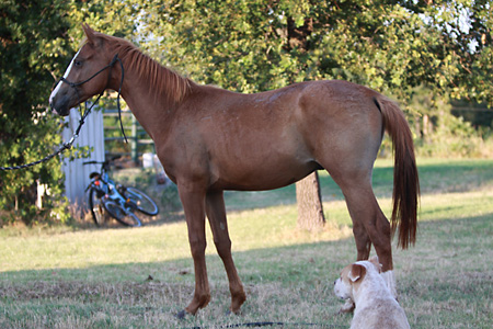 Candyman, June 2009