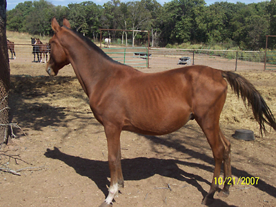 Champion, October 2007