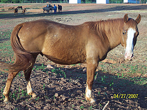 Chico, April 2007