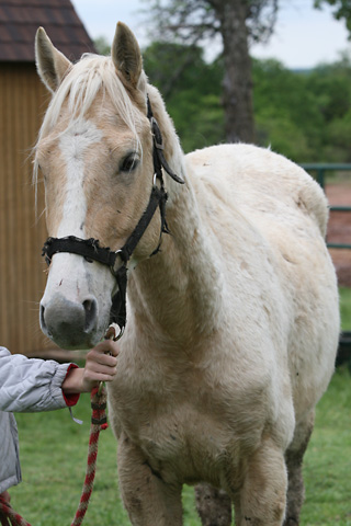 Chief, June 2009