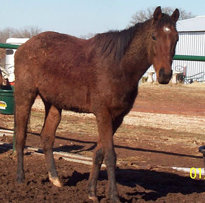 Comanche