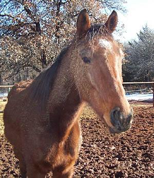 Comanche