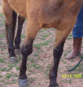 Easter Lily's knee