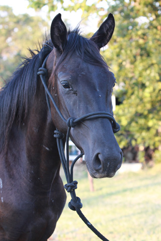 Emerald, June 2009