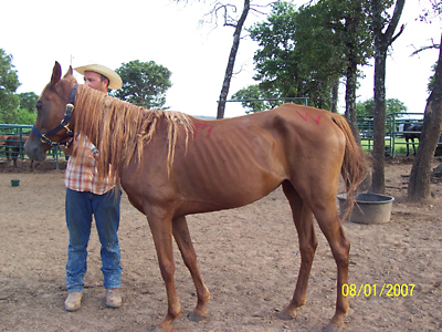 Gingerale, August 2007