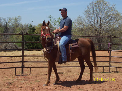 Jasmine under saddle