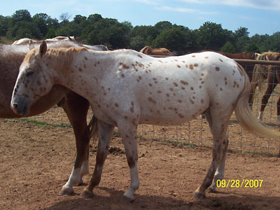 Leroy, September 2007