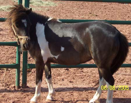 MS Runner at new home