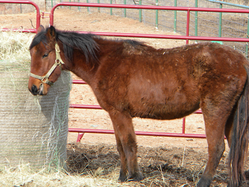 Mustang