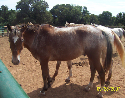 Rusty, Sept 2007