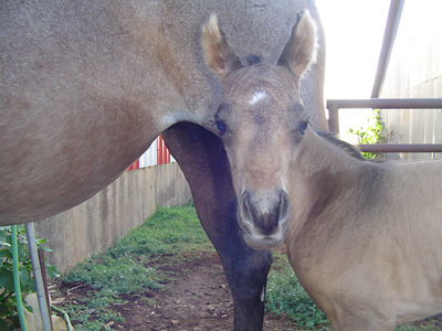 Cheyenne