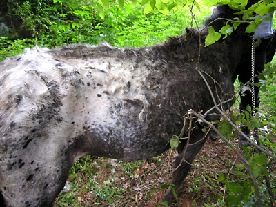 Spirit, tied to a tree