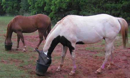 Twister and Scout