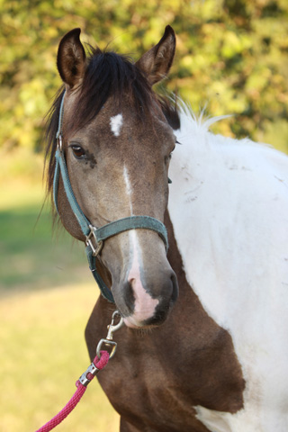 Valentine, June 2009