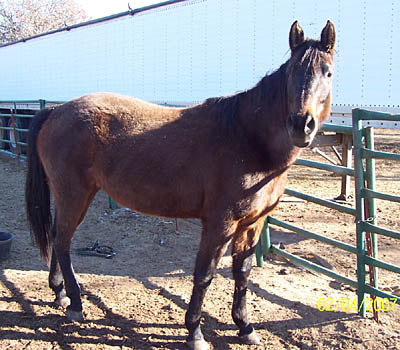 Mocha, Feb 2007