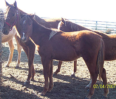 Okra, Feb 2007