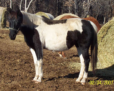 Smore, Feb 2007