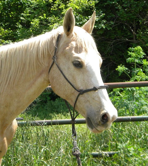 Apricot