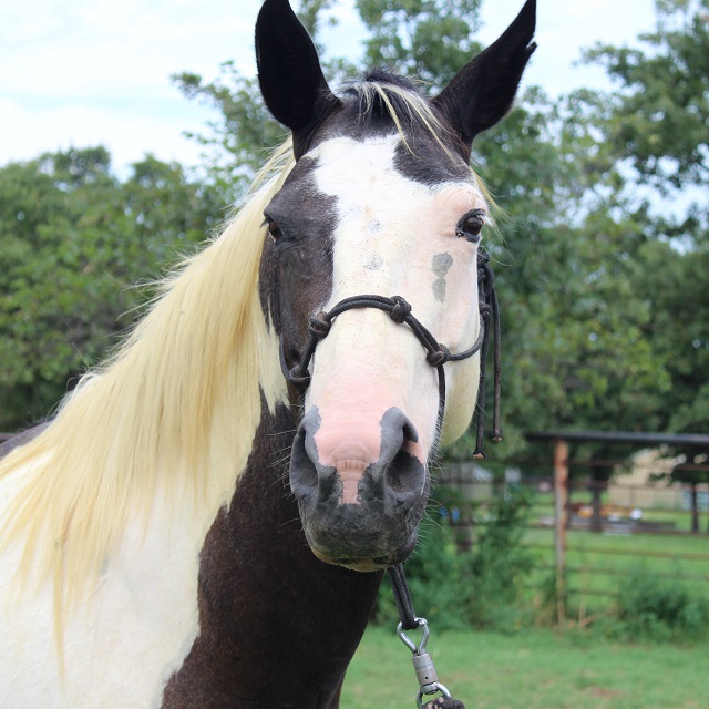 EmmyLou