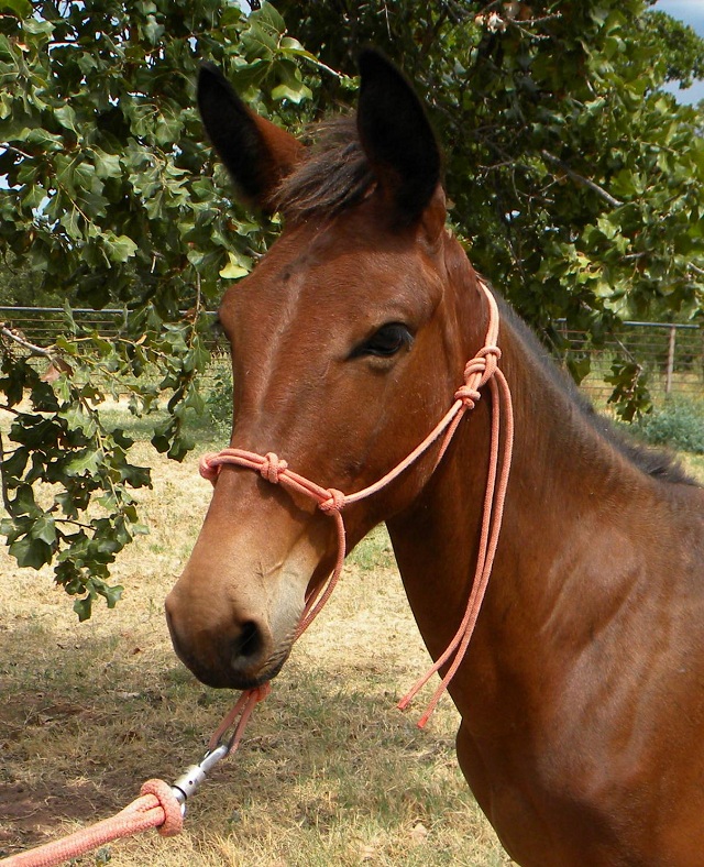 Tarzan